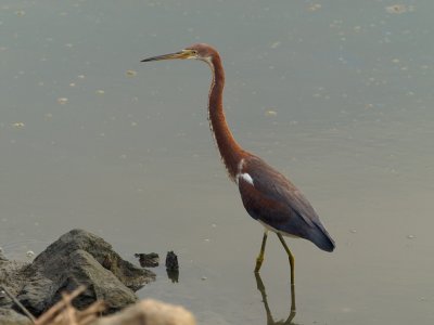 Tri-Colored Heron 2 P7284195.jpg