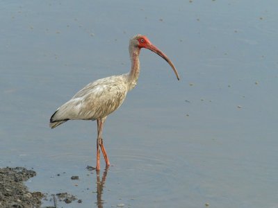 White Ibis 1 P7284225.jpg