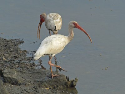 White Ibis Pair 1 P7284224.jpg