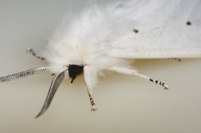 White Moth 1 IMG_1404 wk1.jpg