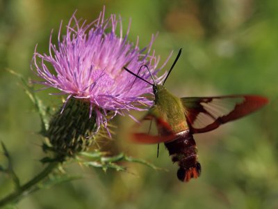 Clearwing Hummingbird Moth 1 P8274908 wk1.jpg