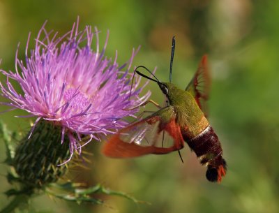 Clearwing Hummingbird Moth 2 P8274909 wk1.jpg