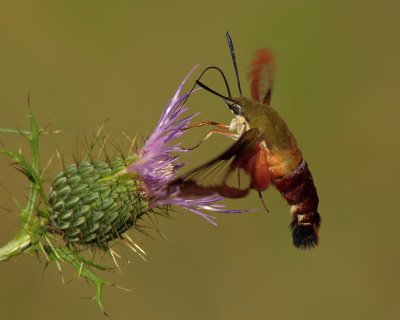 Clearwing Hummingbird Moth 5 P8274929 wk1.jpg