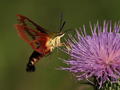 Clearwing Hummingbird Moth 13 P8274995 wk1.jpg