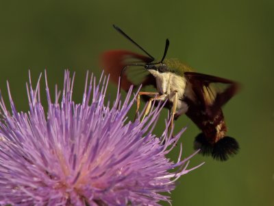 Clearwing Hummingbird Moth 15 P8275072 wk1.jpg