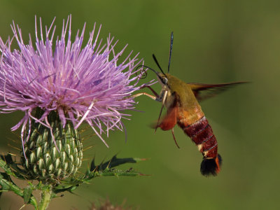 Clearwing Hummingbird Moth 7 P8274967 wk1.jpg