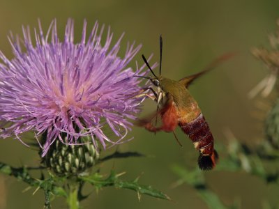 Clearwing Hummingbird Moth 14 P8274998 wk1.jpg