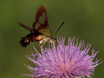 Clearwing Hummingbird Moth 16 P8275084 wk1.jpg