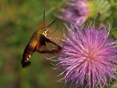 Clearwing Hummingbird Moth 20 P8315241 wk1.jpg