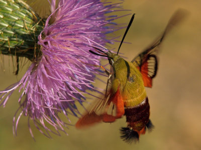Clearwing Hummingbird Moth 24 P8315283 wk1.jpg