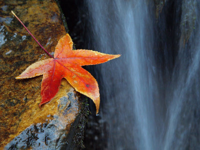 Leaf by Stream2 PC026083 wk1.jpg