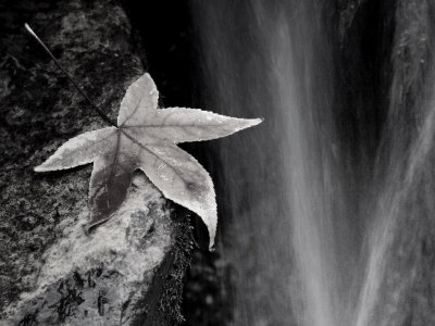 Leaf by Stream2 PC026083 wk1 bw.jpg