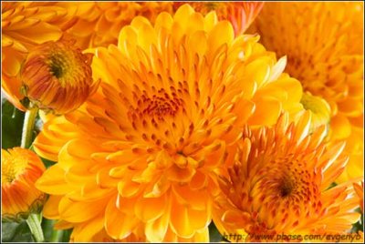 Chrysanthemum