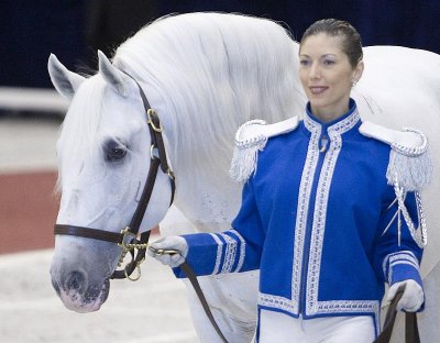 Lipizzaner Stallions 2008
