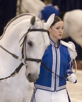 Lipizzaner Stallions 2008