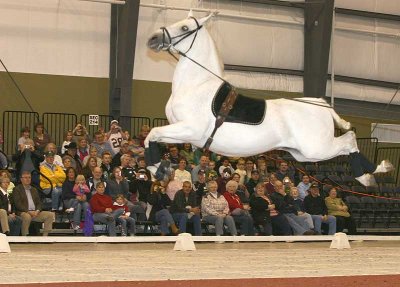 Lipizzaner Stallions 2008
