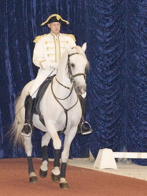 Lipizzaner Stallions 2008