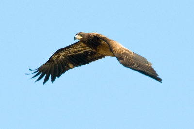Clarksville Eagles