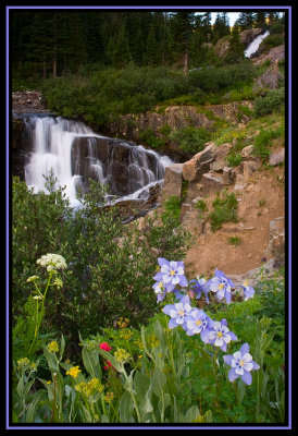 Colorado Wildflower tour 2009