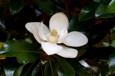 mobot_flowers