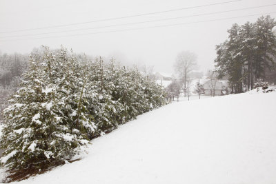 White Christmas 2010.jpg