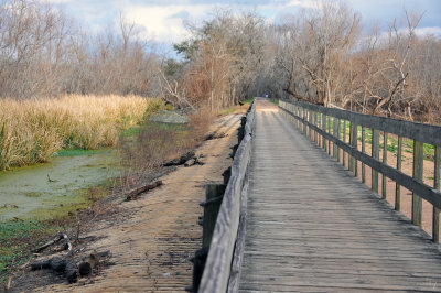 Brazos Bend State Park