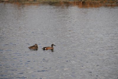 Brazos Bend State Park - Elm Lake