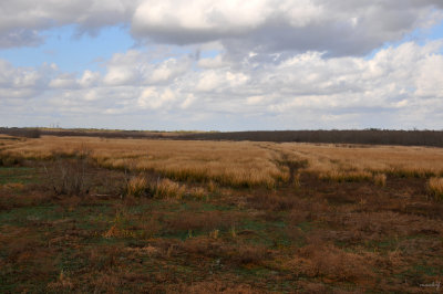 Brazos Bend State Park