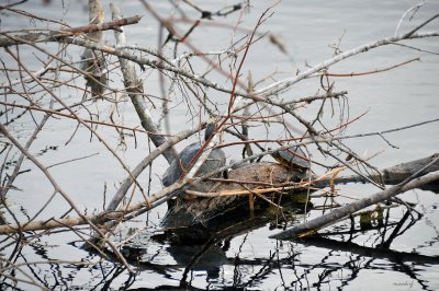 Brazos Bend State Park
