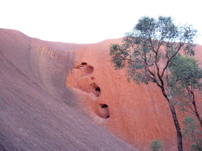 Outback260.jpg