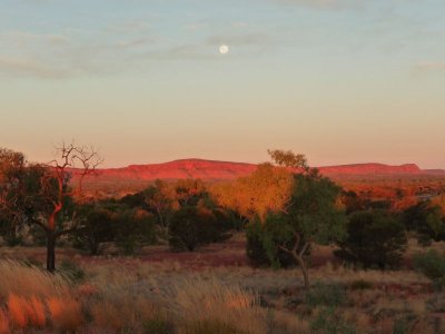 Outback318.jpg