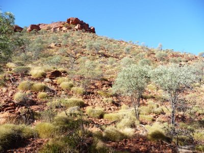 Outback342.jpg