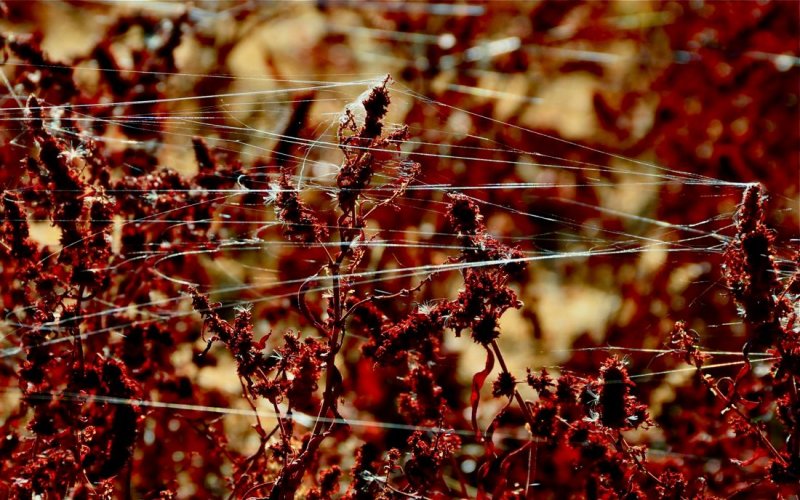 Plants and Spider Webs