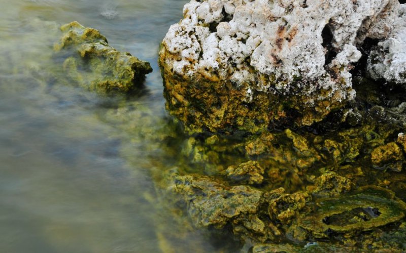 Detail, Mono Lake