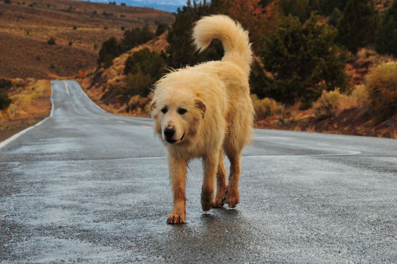 Great Pyrenees