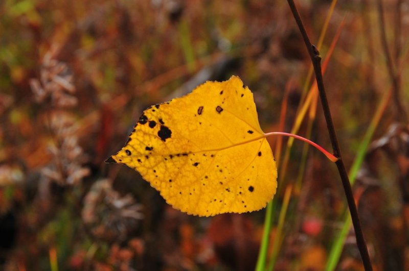 Aspen Leaf