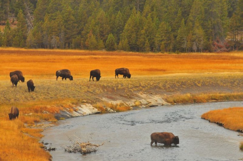 Crossing the Firehole River