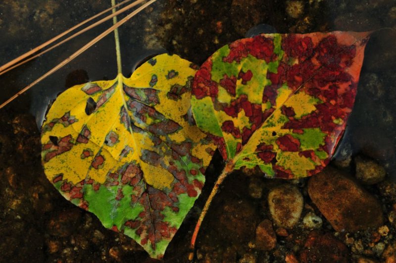 Black Cottonwood Leaves in the Merced River, Near Residence 1, Yosemite