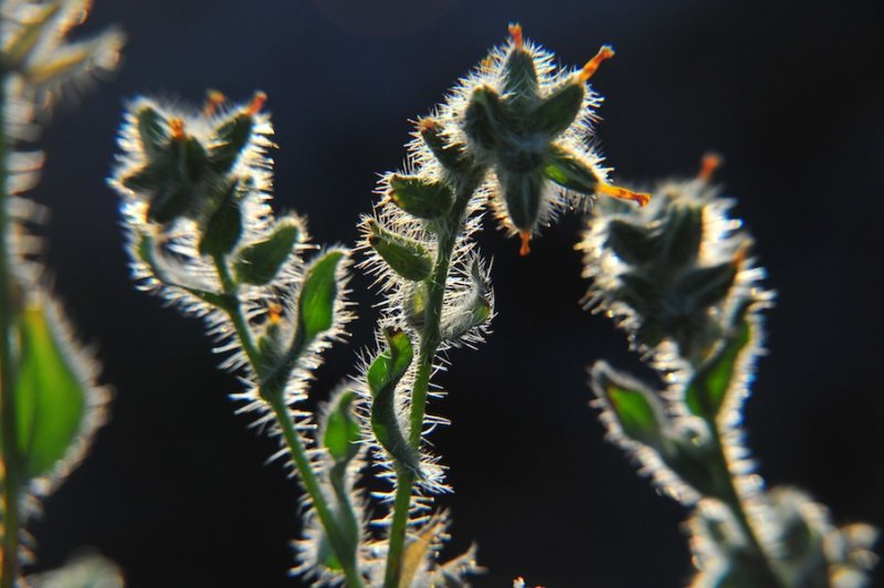 Backlit Hairy Stems