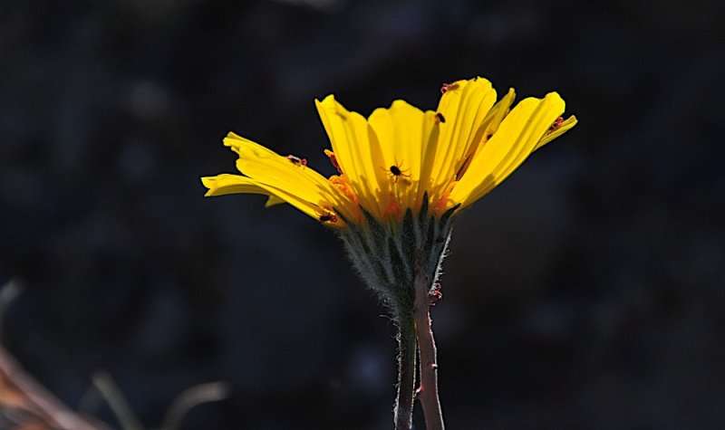 Desert Sunflower