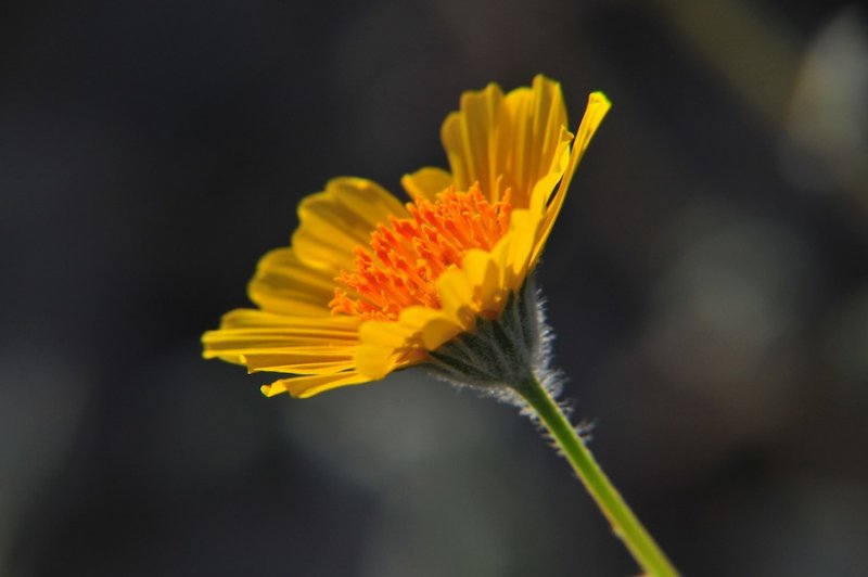 Wildflower