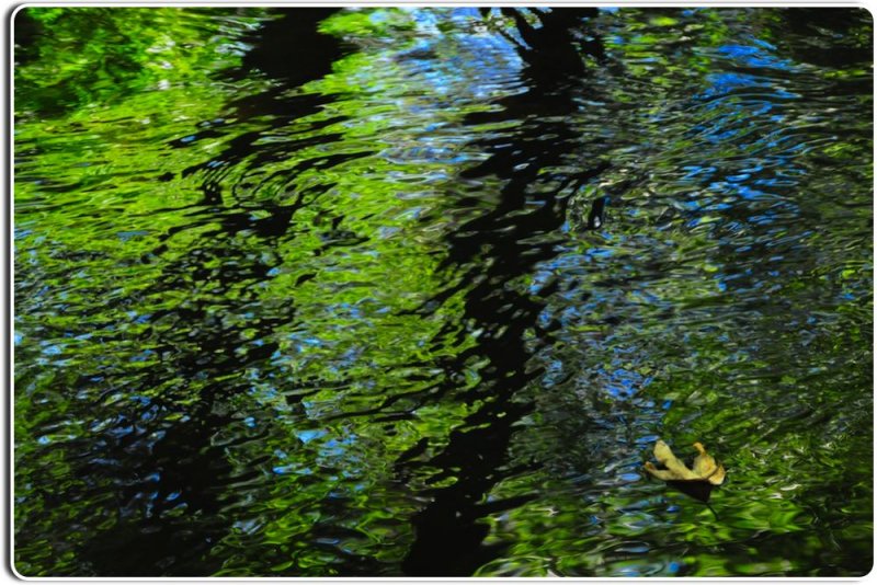 Reflections in the Carmel River