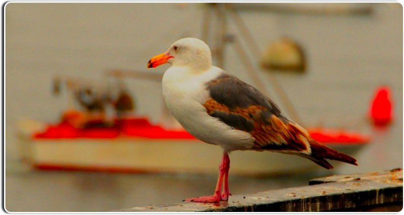 Seagull, Monterey, California