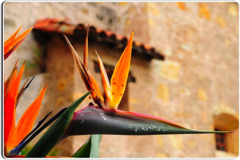 Bird of Paradise, Carmel