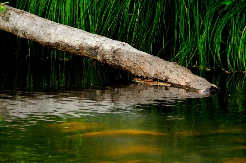 Carmel River Reflections