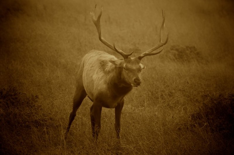 Dream Elk