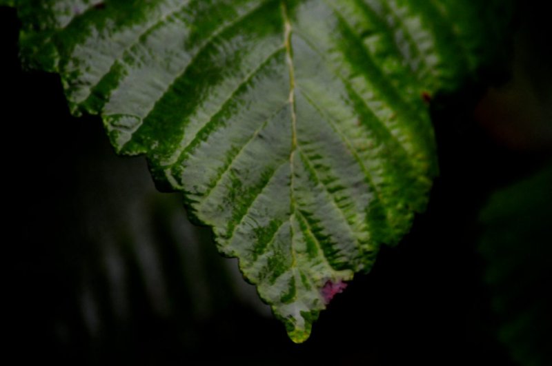 Leaf Detail - Clem Miller Education Center