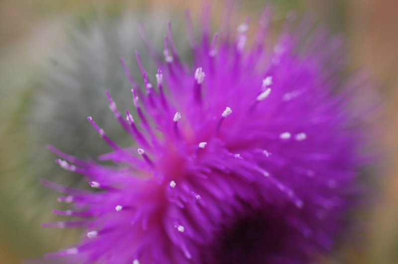 Thistle #3 - Earthquake Trail