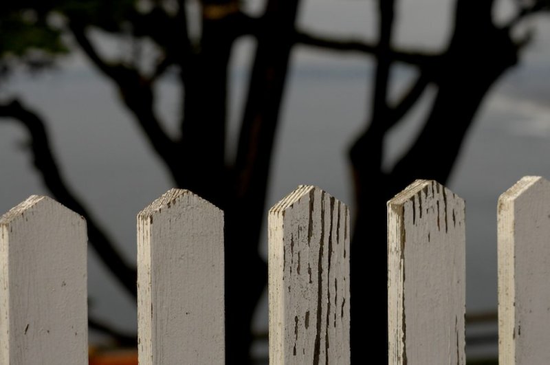 Fence and Cypress Above Point Reyes Lighthouse