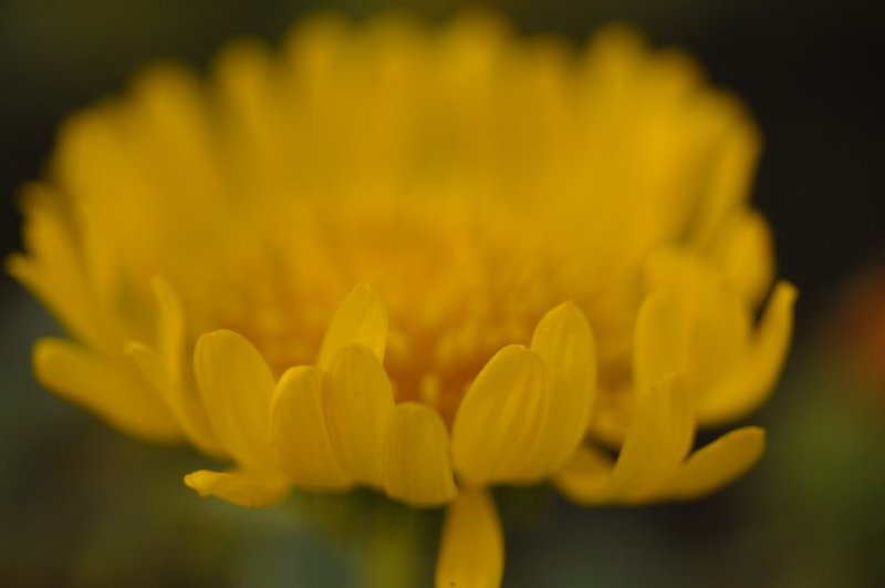 Flower Near Abbot Lagoon